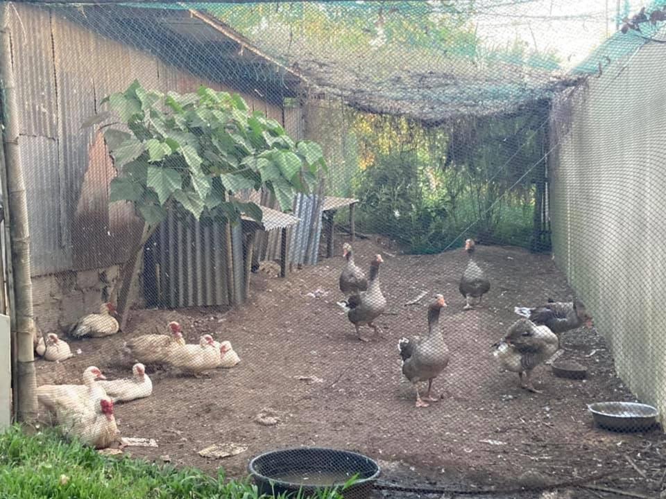 Ataalaya Farmhouse Batangas Exteriör bild